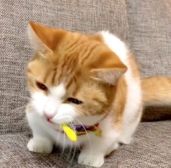 蝶々のおもちゃで遊ぶ茶太くん