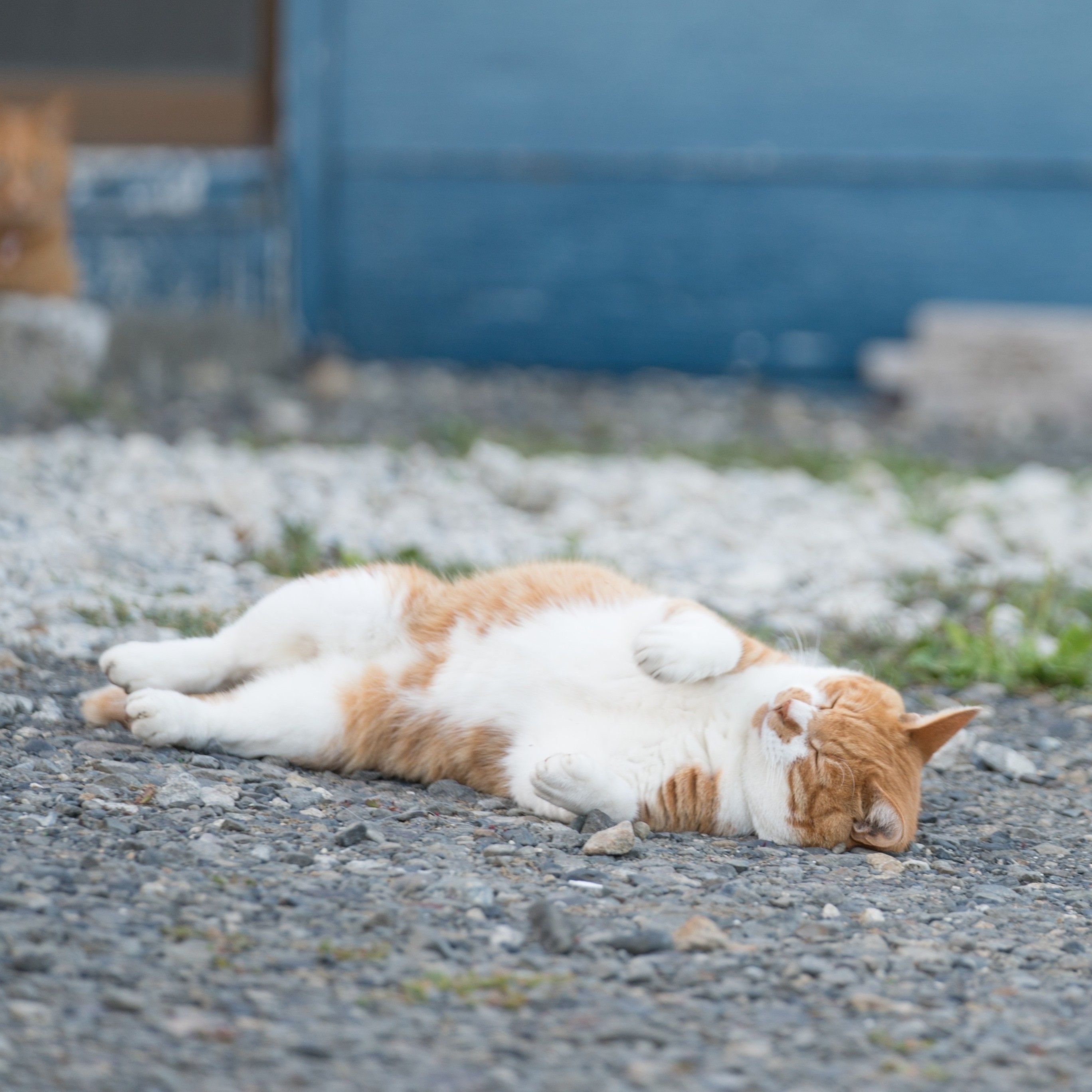 撮影／石原さくら