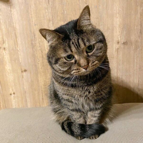 もじもじするきっとちゃん