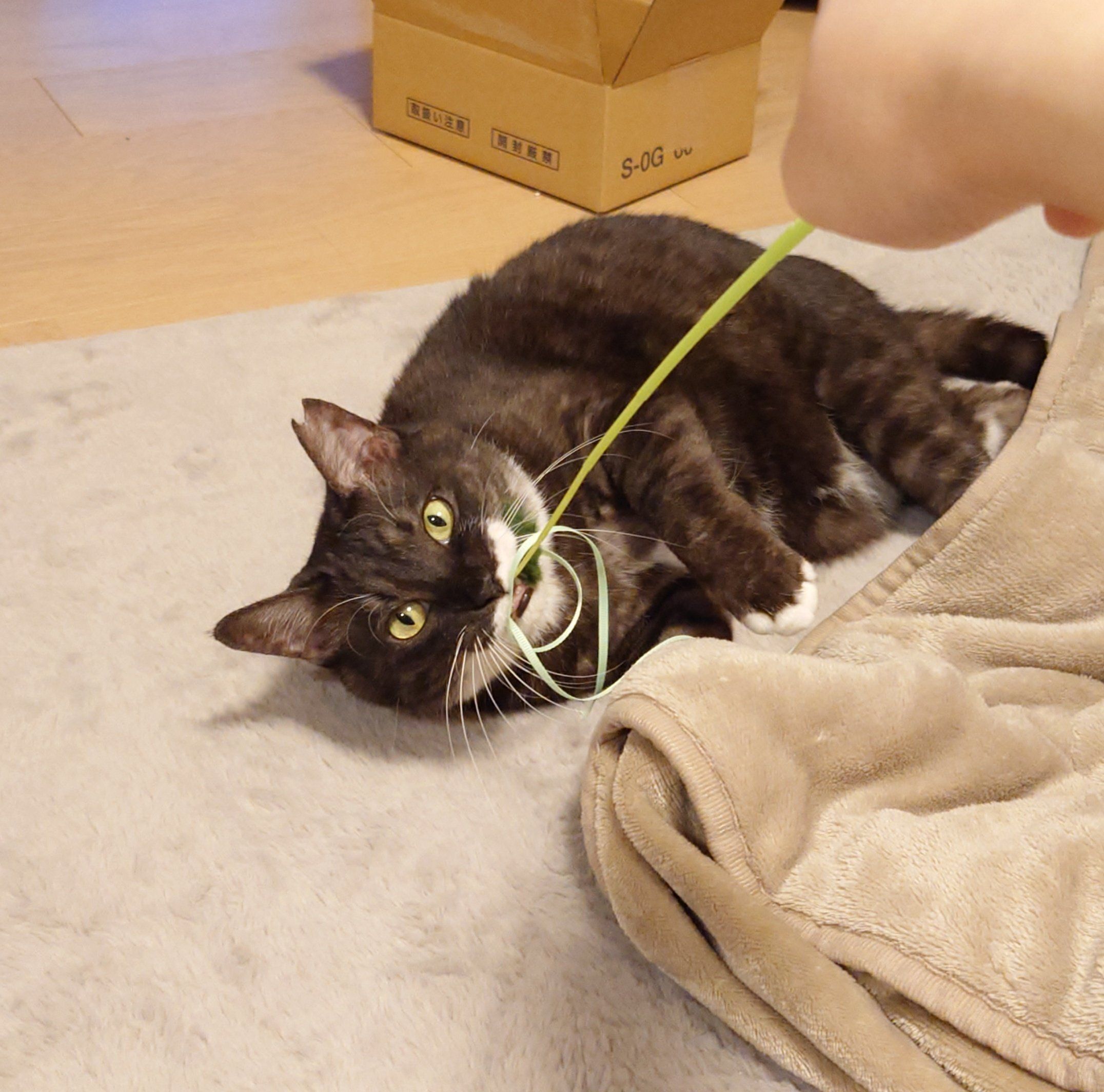 猫じゃらしで遊ぶ猫