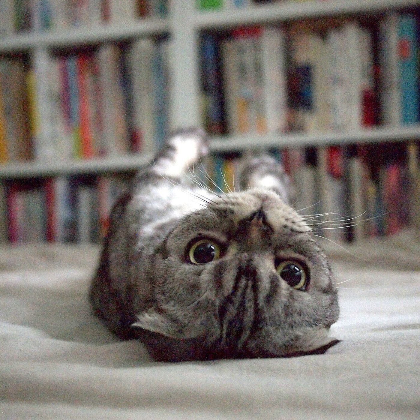 溶け猫 のあご乗せ 暑さに場所と形を変えていくししまるのお話 連載 渋ネコししまるさん 109 ねこのきもちweb Magazine 溶け猫 のあご乗せ 暑さに場所と形を変えていくししまるのお話 連載 渋ネコししまるさん 109 ねこのきもちweb Magazine
