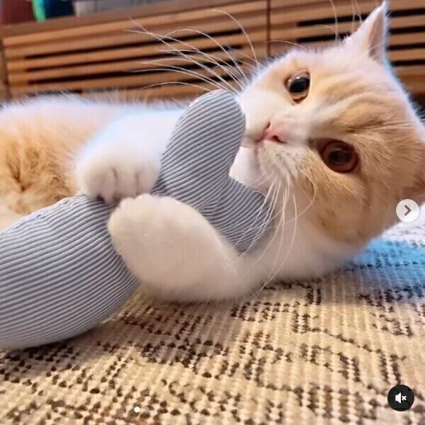 けりけりするみりんちゃん