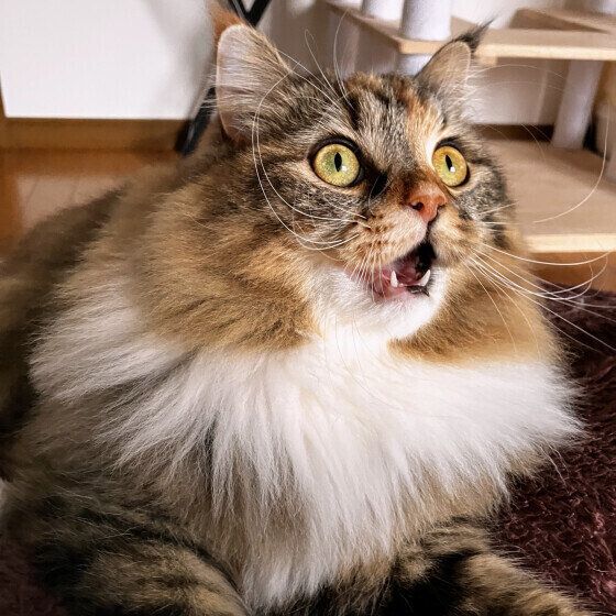 目を見開くサイベリアン