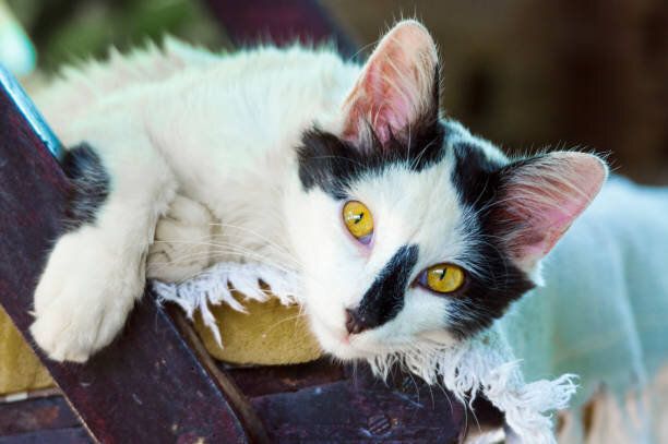 こちらを見つめる黄色い目の猫