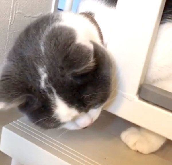 隙間から頭を出すブリティッシュショートヘア