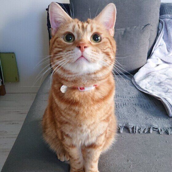 見つめるアメリカンショートヘア