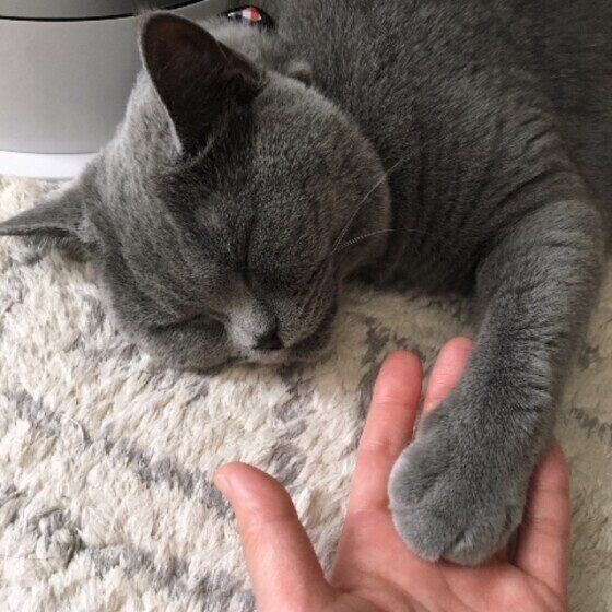 眠るブリティッシュショートヘア