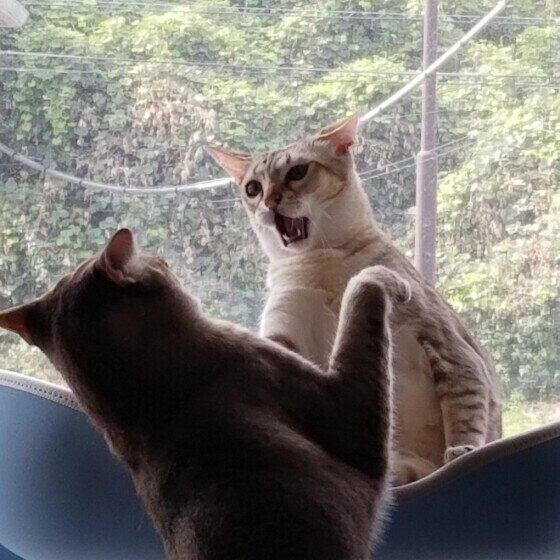 威嚇するシンガプーラ（メス）