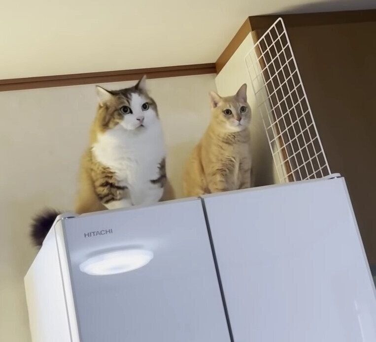 冷蔵庫の上の猫