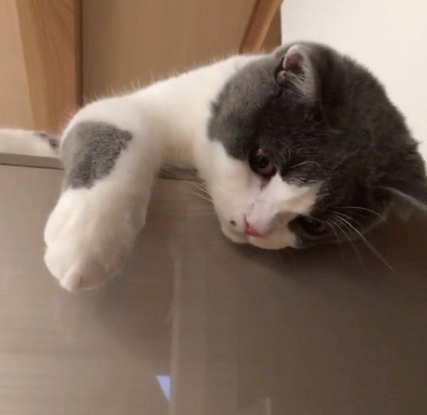 態度が豹変する猫