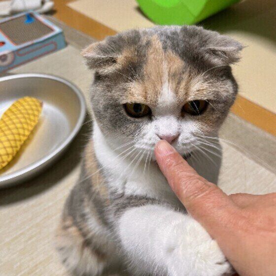 スコティッシュフォールドのタマ子ちゃん