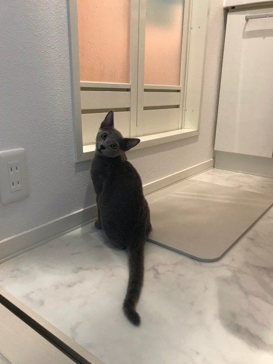 飼い主さんのお風呂上がりを待つロシアンブルー