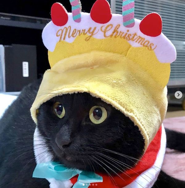 猫のかぶり物をかぶる黒猫