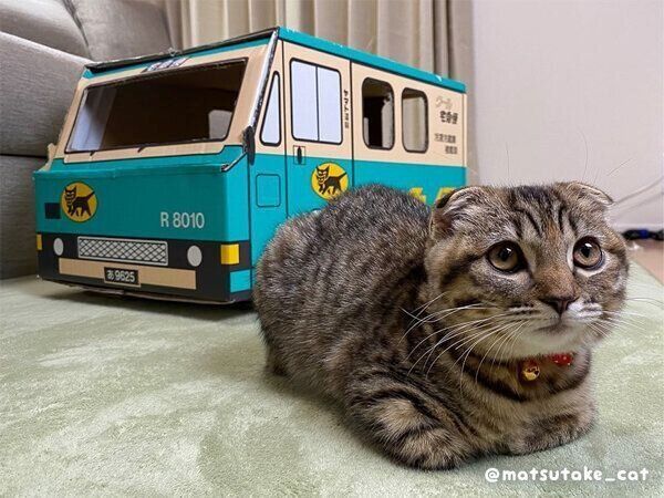 くつろぐまつたけちゃん