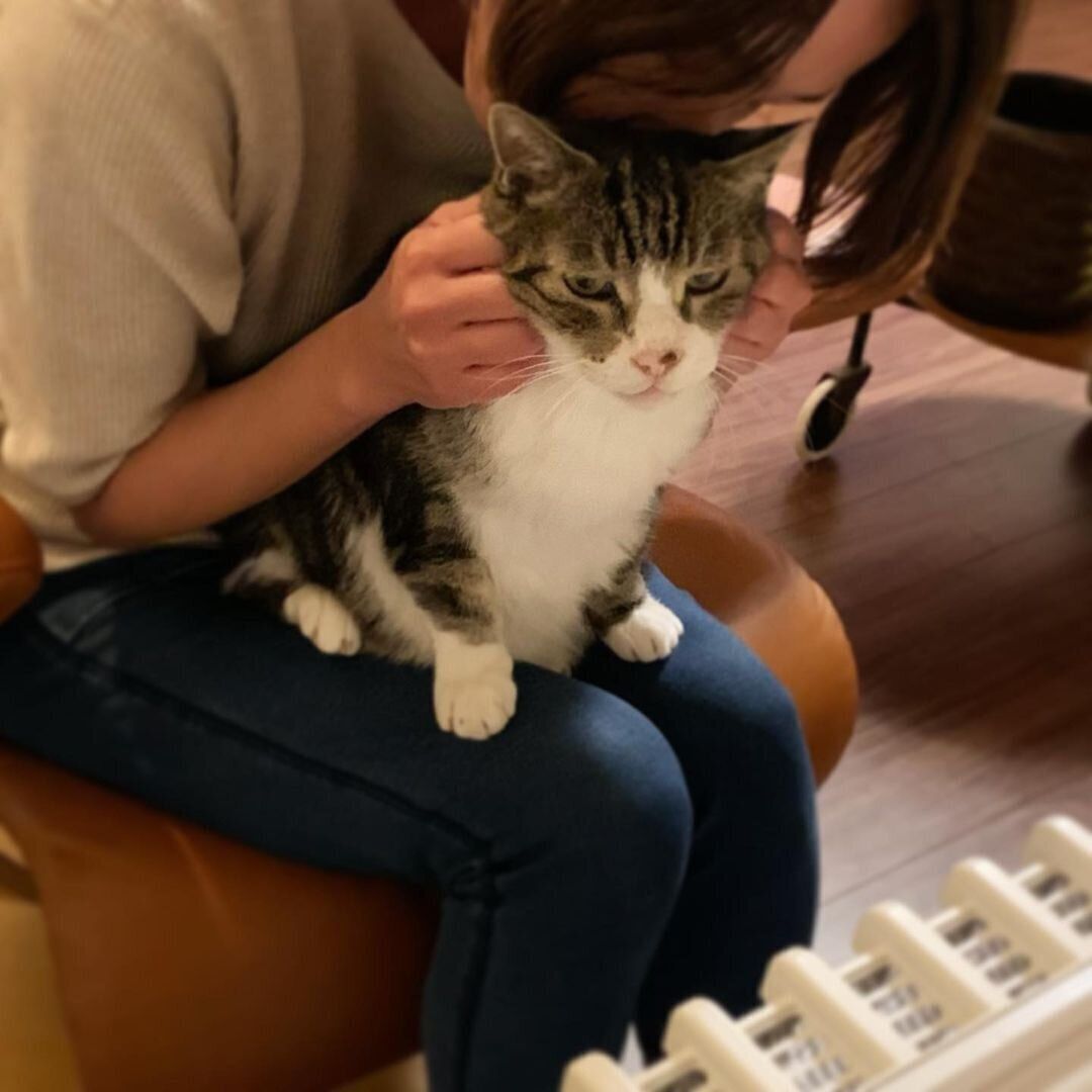 吸われるニャーさん