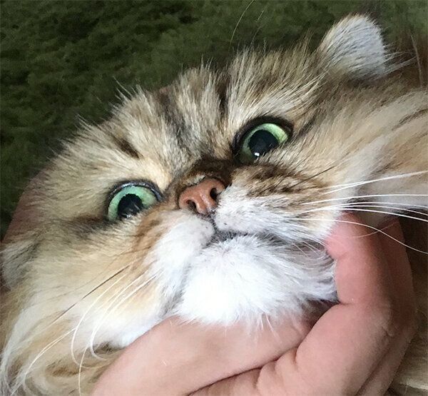 見つめるルビィくん