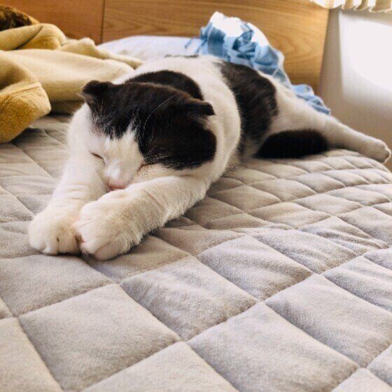 スコティッシュフォールドのそらくん