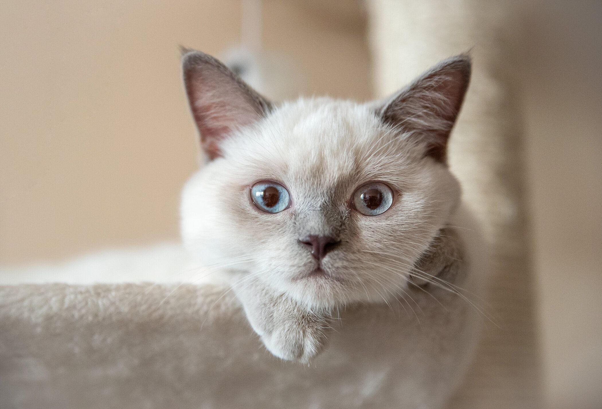 猫の木に横たわる剛毛の猫ライラックドット