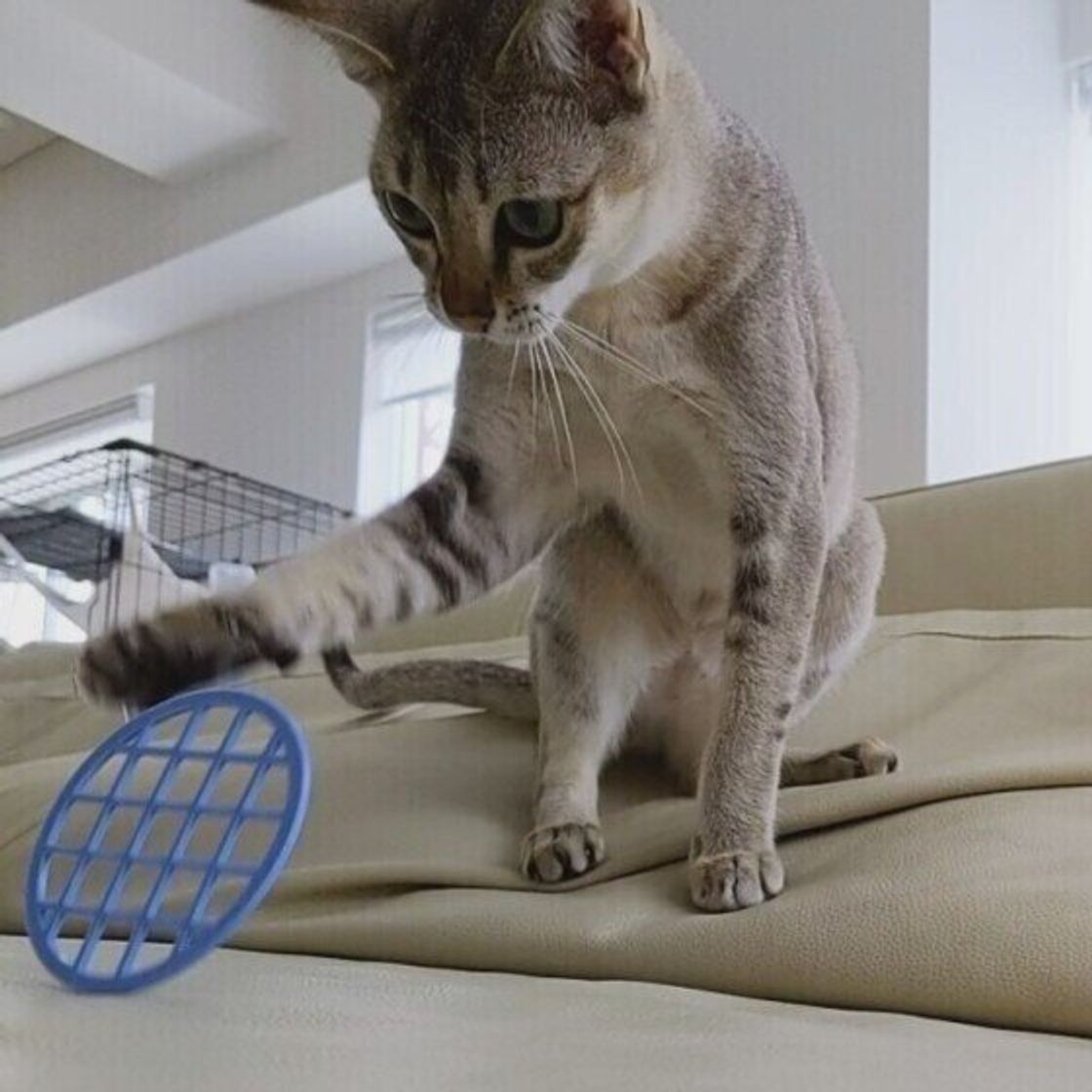 獣医師監修 猫に玉ねぎは絶対にng 食べてしまったときの症状と対処方法 ねこのきもちweb Magazine 獣医師監修 猫に玉ねぎは絶対にng 食べてしまったときの症状と対処方法 ねこのきもちweb Magazine