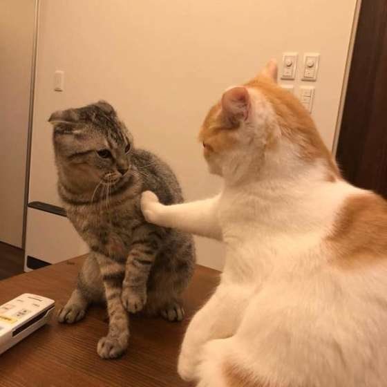 レオ君のイカ耳