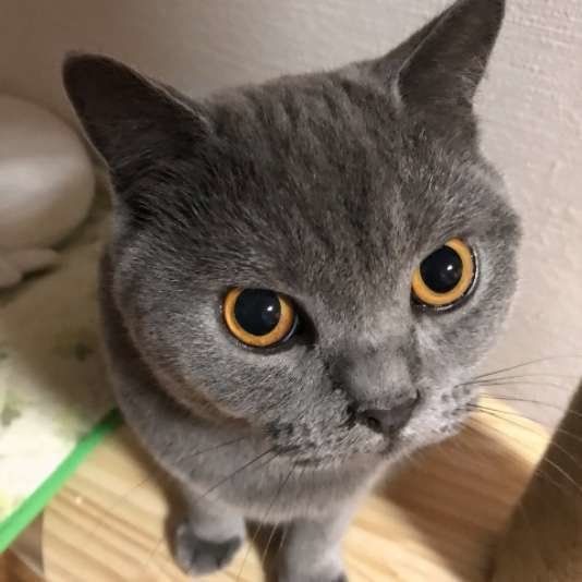 見つめるブリティッシュショートヘア