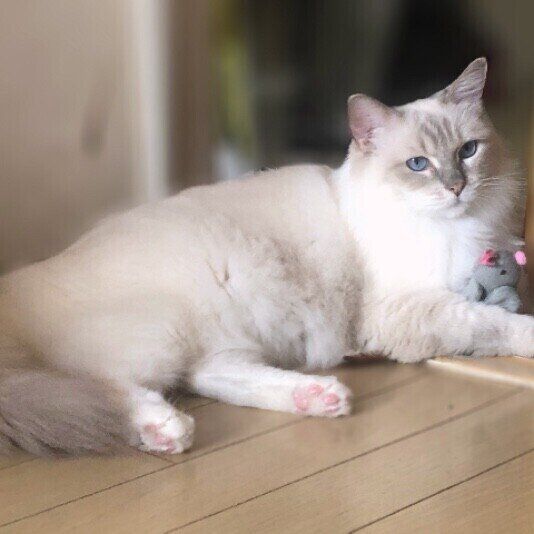 ラグドール・ルナちゃん