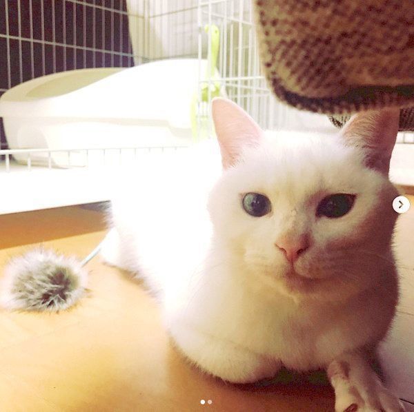 元保護猫・ミカヅキちゃん