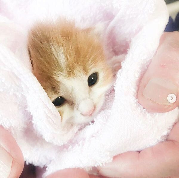 保護当時ののぶおちゃん