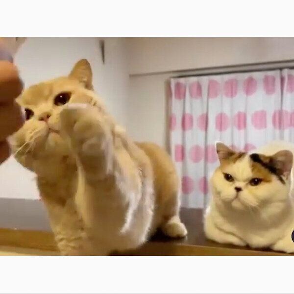 力ずくでササミを手に入れようとするぽてとくんと、じっと見つめるあんみつちゃん