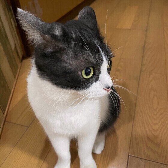 イカ耳になるMix猫