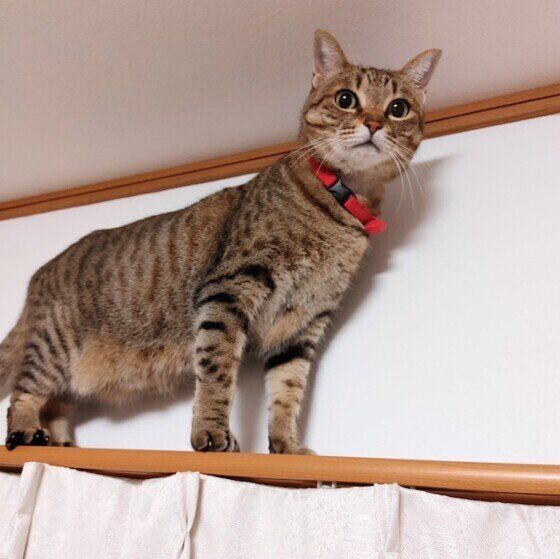 キジトラMIXのみゅー♀