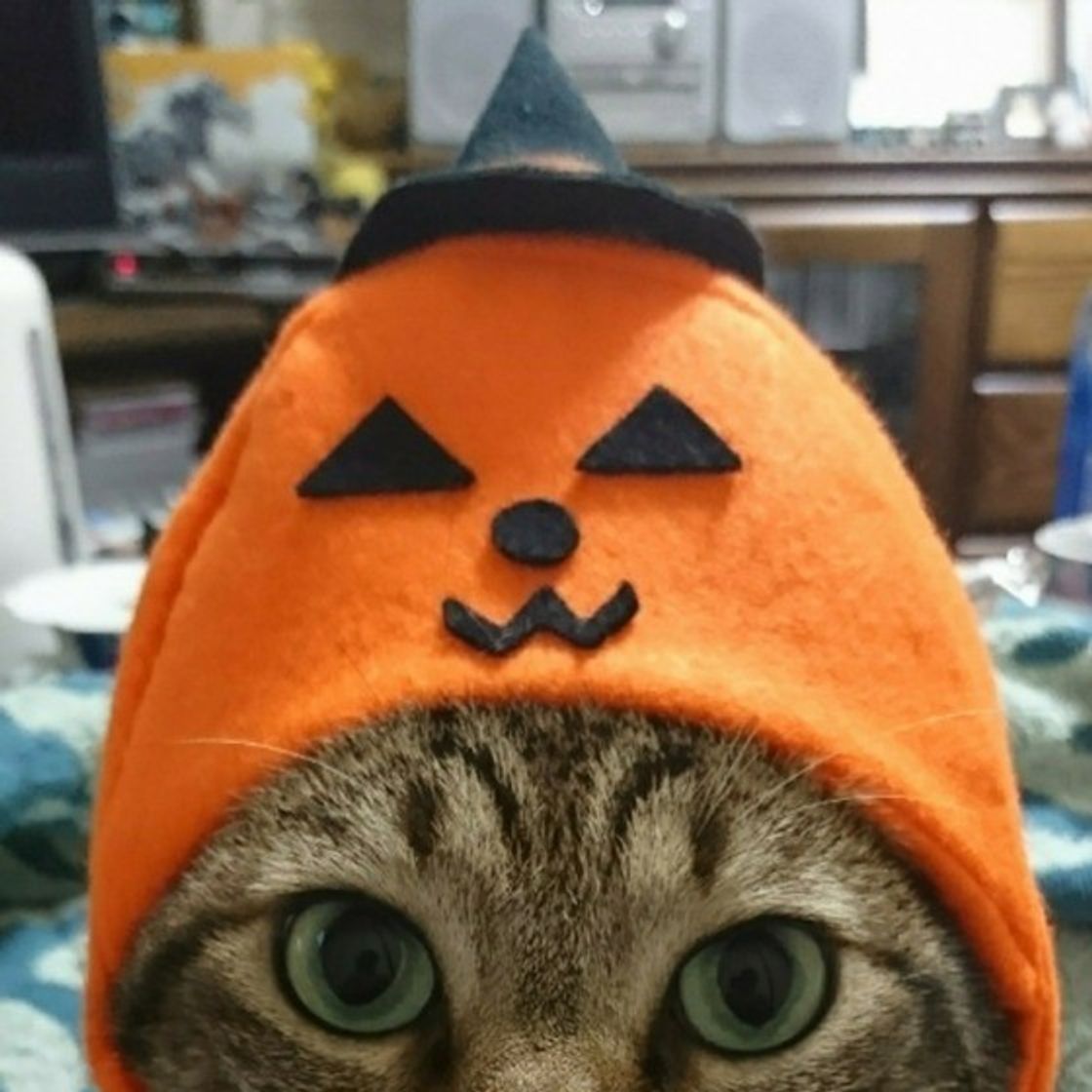 画像付き 猫が帽子を嫌がるのには理由があった 抜け毛帽子も紹介 ねこのきもちweb Magazine 画像付き 猫が帽子を嫌がるのには理由があった 抜け毛帽子も紹介 ねこのきもちweb Magazine