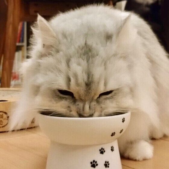 おいしそうにゴハンを食べる猫