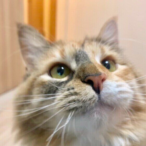 見つめるノルウェージアンフォレストキャット