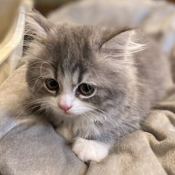 生後2カ月ごろのソルちゃん
