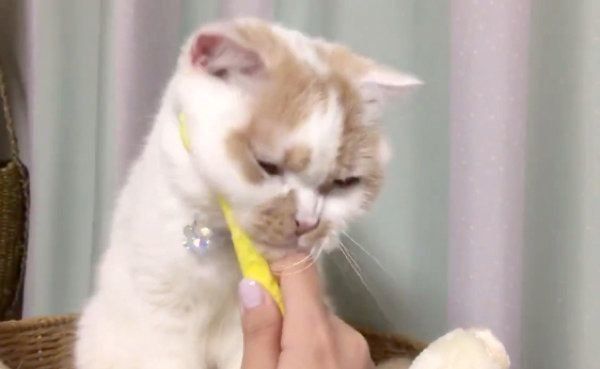 歯磨きならぬ顔磨きをするホイップクリームちゃん