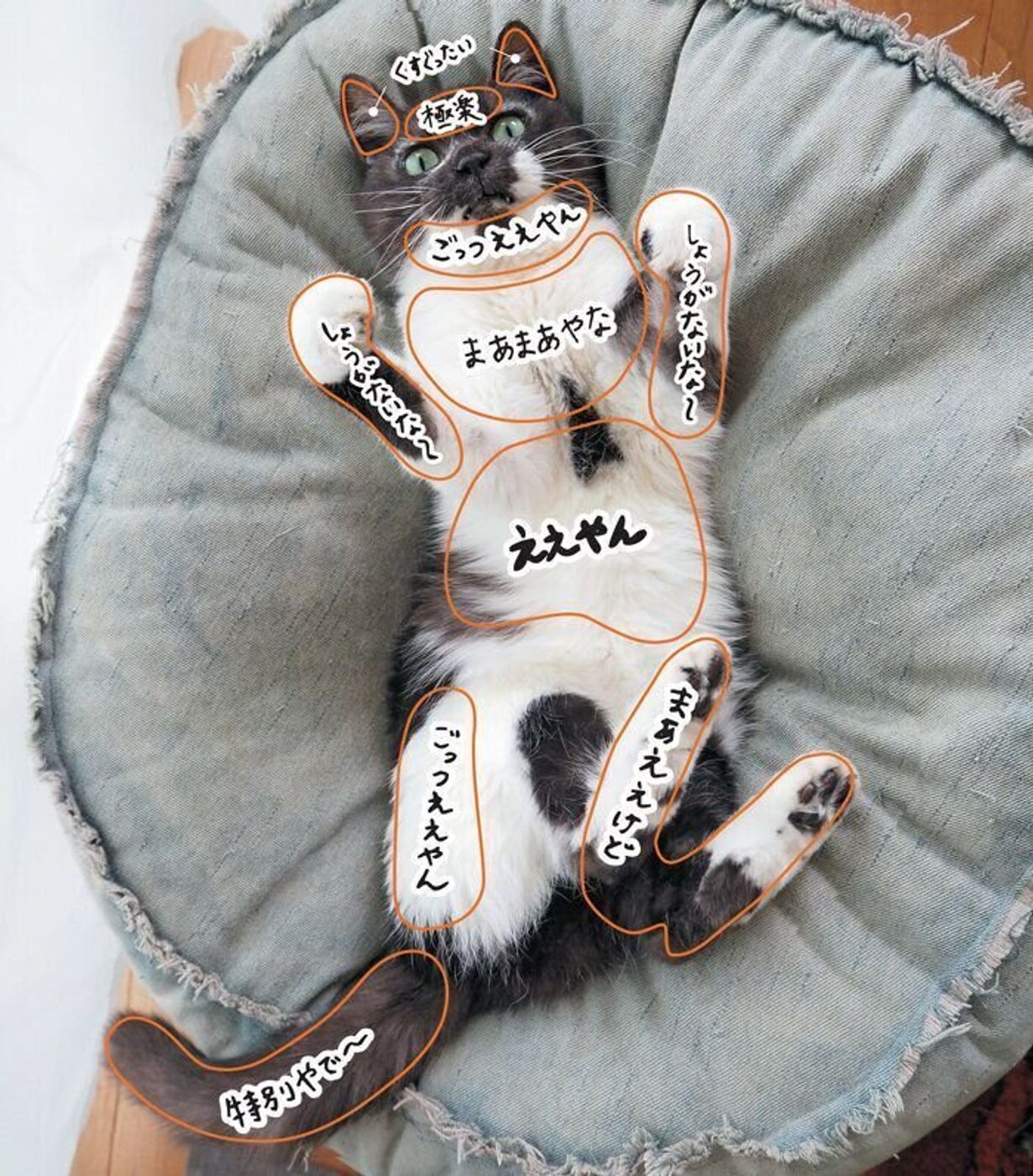 猫 触る と 喜ぶ ところ