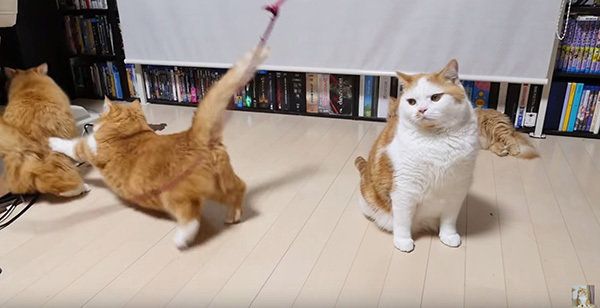 猫じゃらしで遊ぶマンチカン