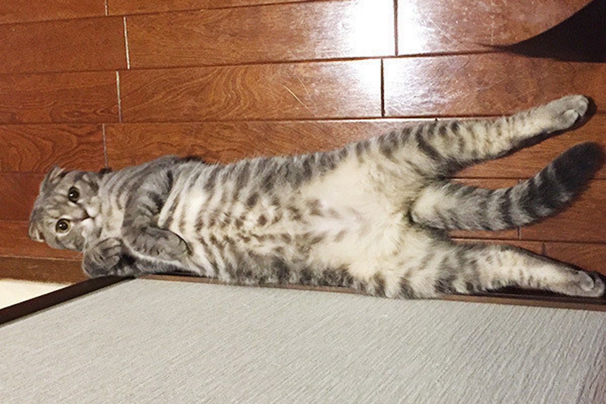 愛猫に家族が救われたエピソード 悲しい瞬間もあのコのおかげで ねこのきもちweb Magazine 愛猫に家族が救われたエピソード 悲しい瞬間もあのコのおかげで ねこのきもちweb Magazine