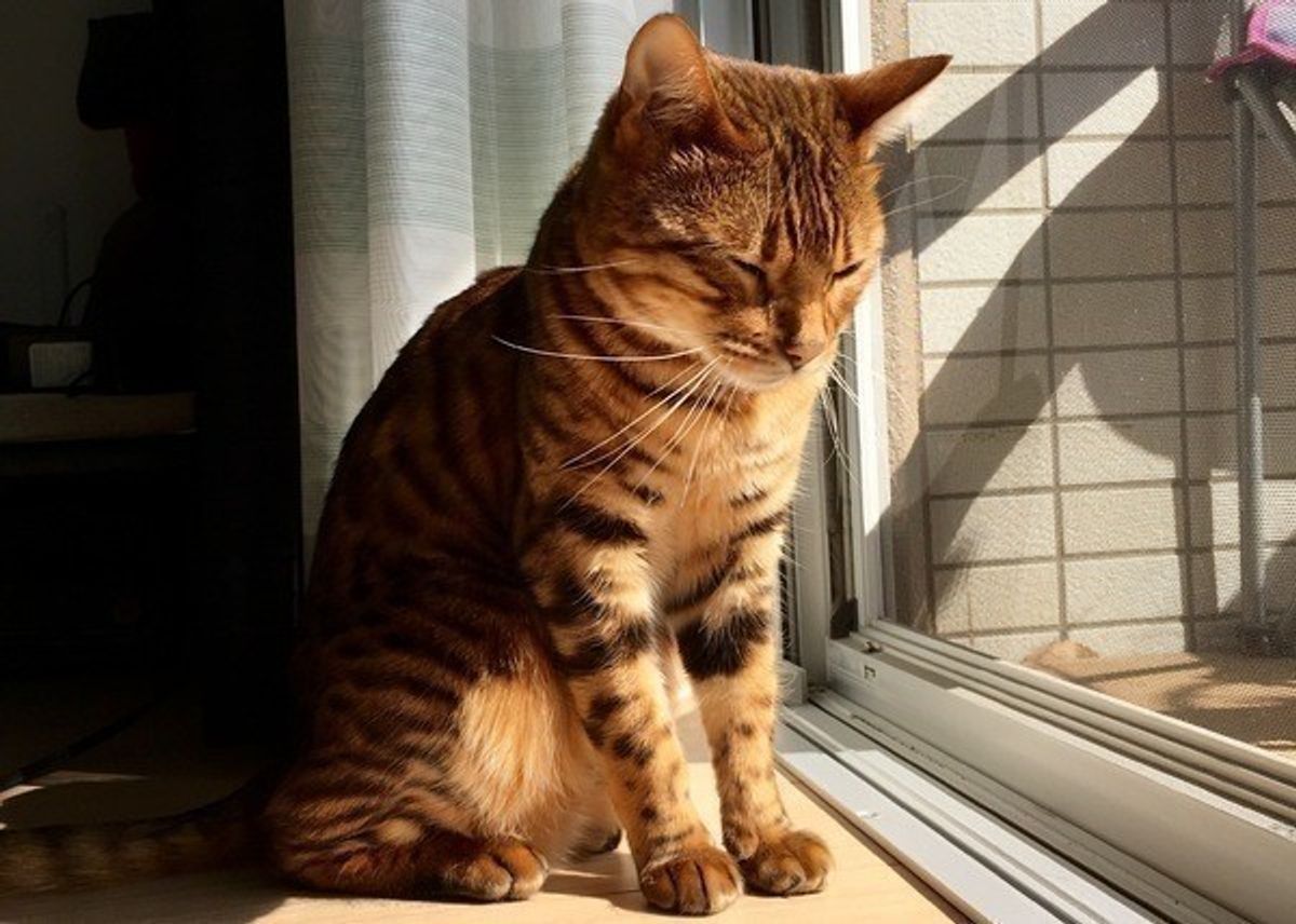これで安心 猫が飽きずにおりこうさんでお留守番ができる方法 ねこのきもちweb Magazine これで安心 猫が飽きずにおりこうさんでお留守番ができる方法 ねこのきもちweb Magazine