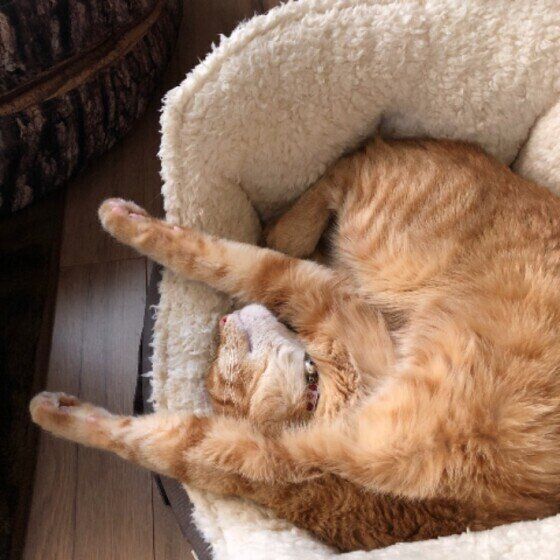 バンザイ寝をする猫