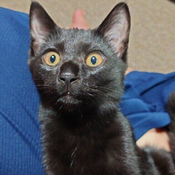 黒猫のなつちゃん