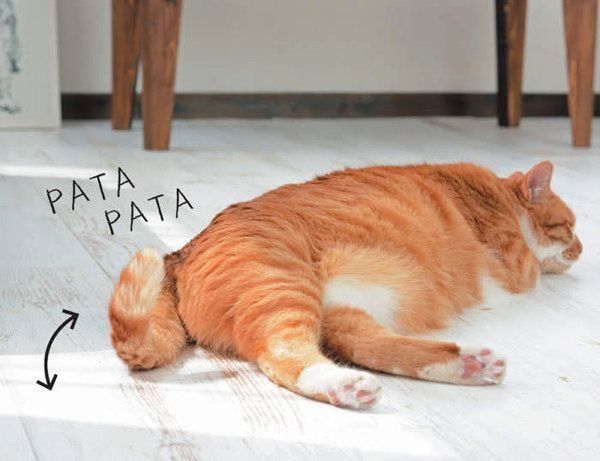 しっぽでわかる猫の気持ち