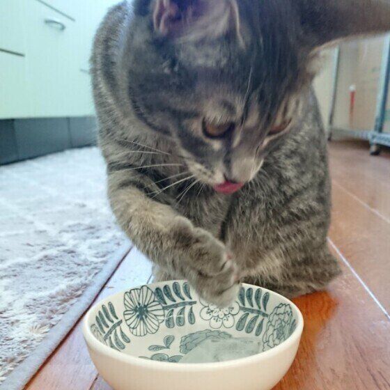 氷を舐める猫（MIX、メス）