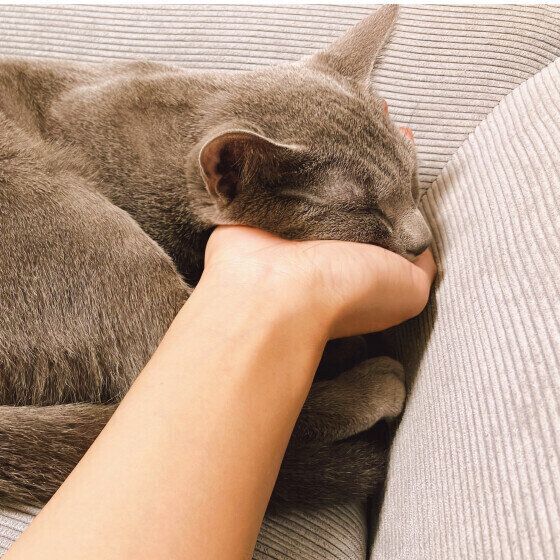 ロシアンブルーのみやおくん♪