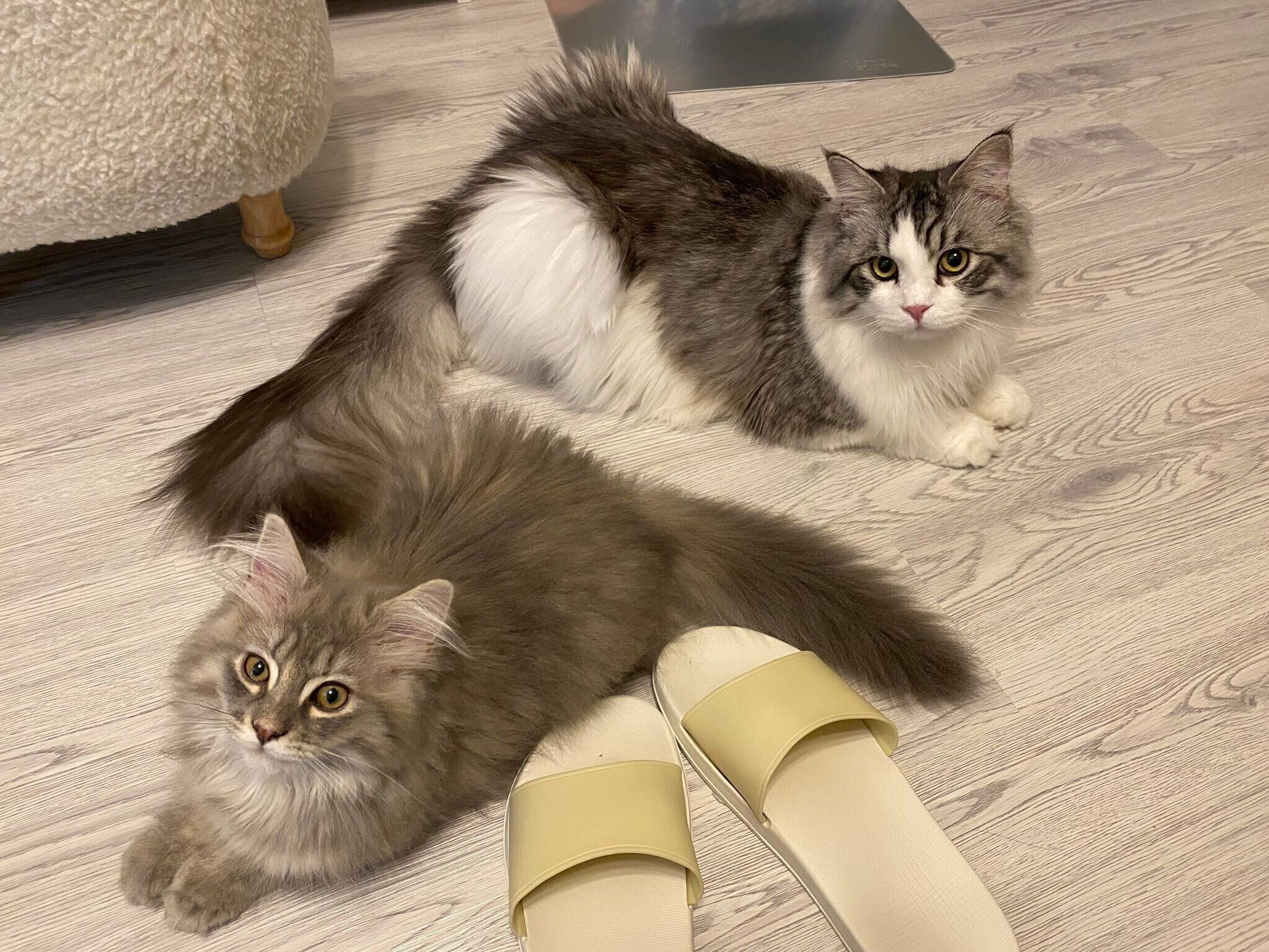 床でくつろぐ2匹の猫