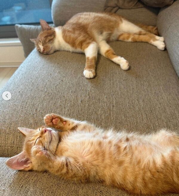 まったりするてとくん、うりくん