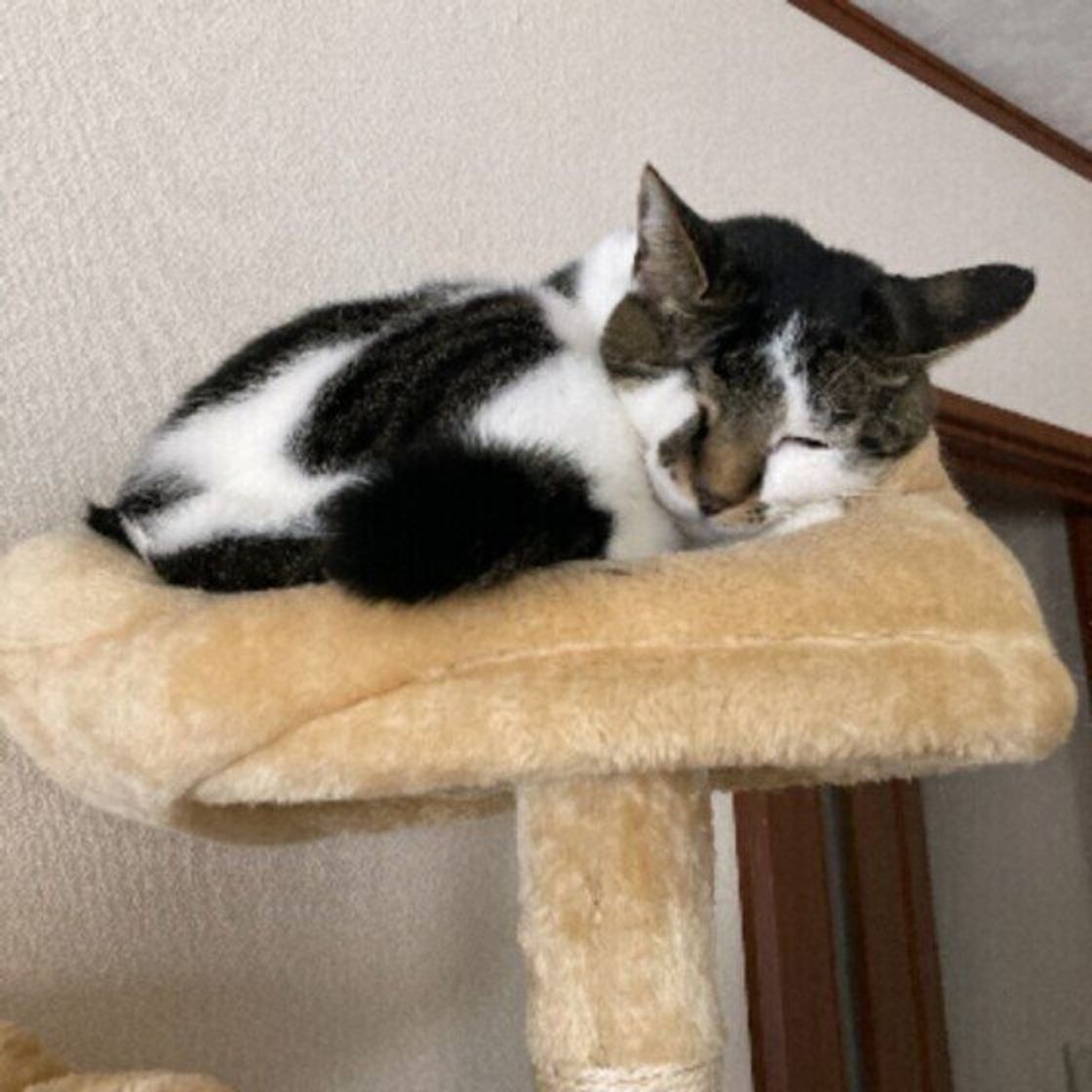 静電気は猫も痛い 愛猫を静電気から守る方法とは ねこのきもちweb Magazine 静電気は猫も痛い 愛猫を静電気から守る方法とは ねこのきもちweb Magazine