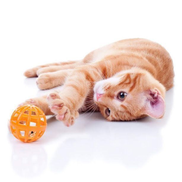 ボールで遊ぶ子猫