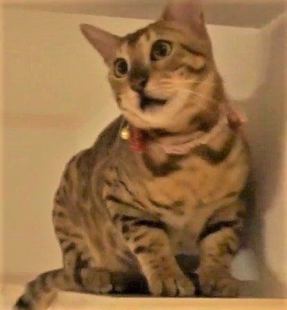 おしゃべりする びびちゃん